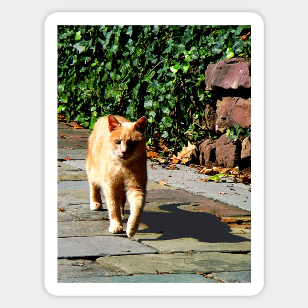 Cats - Orange Tabby Taking a Walk Sticker by SusanSavad